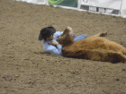 rodeo11 rodeo11