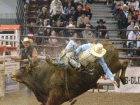 rodeo16 rodeo16
