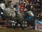 rodeo8 rodeo8