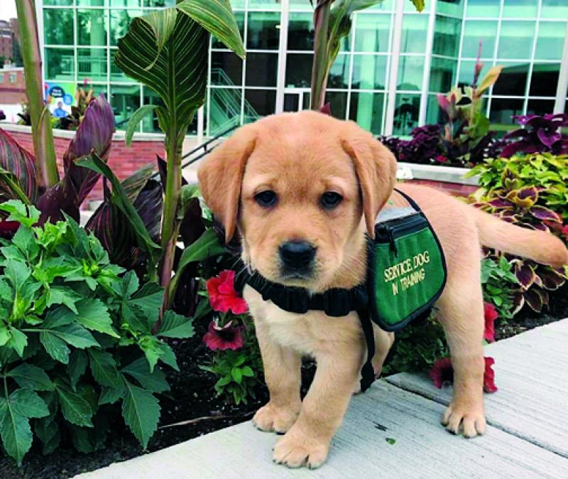 Local service dog sales training