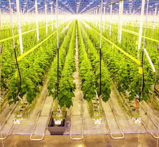 Greenhouses face rising costs when mercury dips Medicine Hat